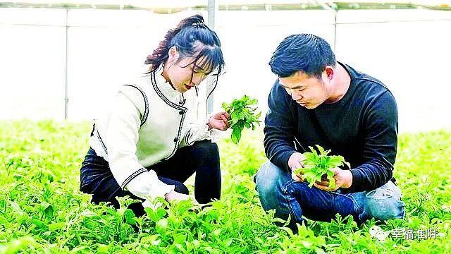致富种植冰草视频_冰草种植条件_冰草种植致富