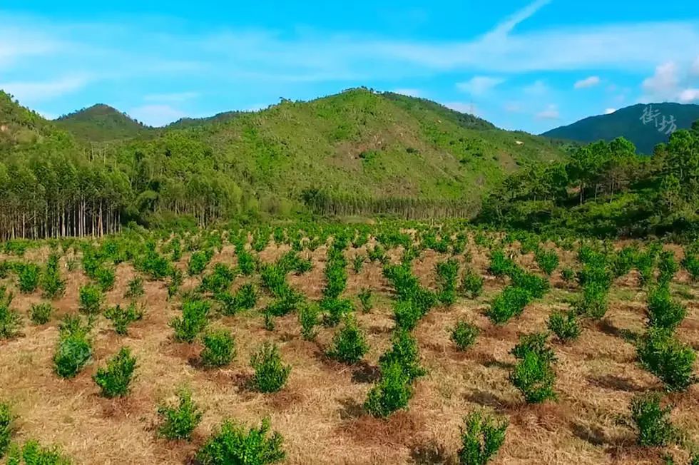 致富种植农村故事怎么写_农村种植致富故事_农村致富故事成功