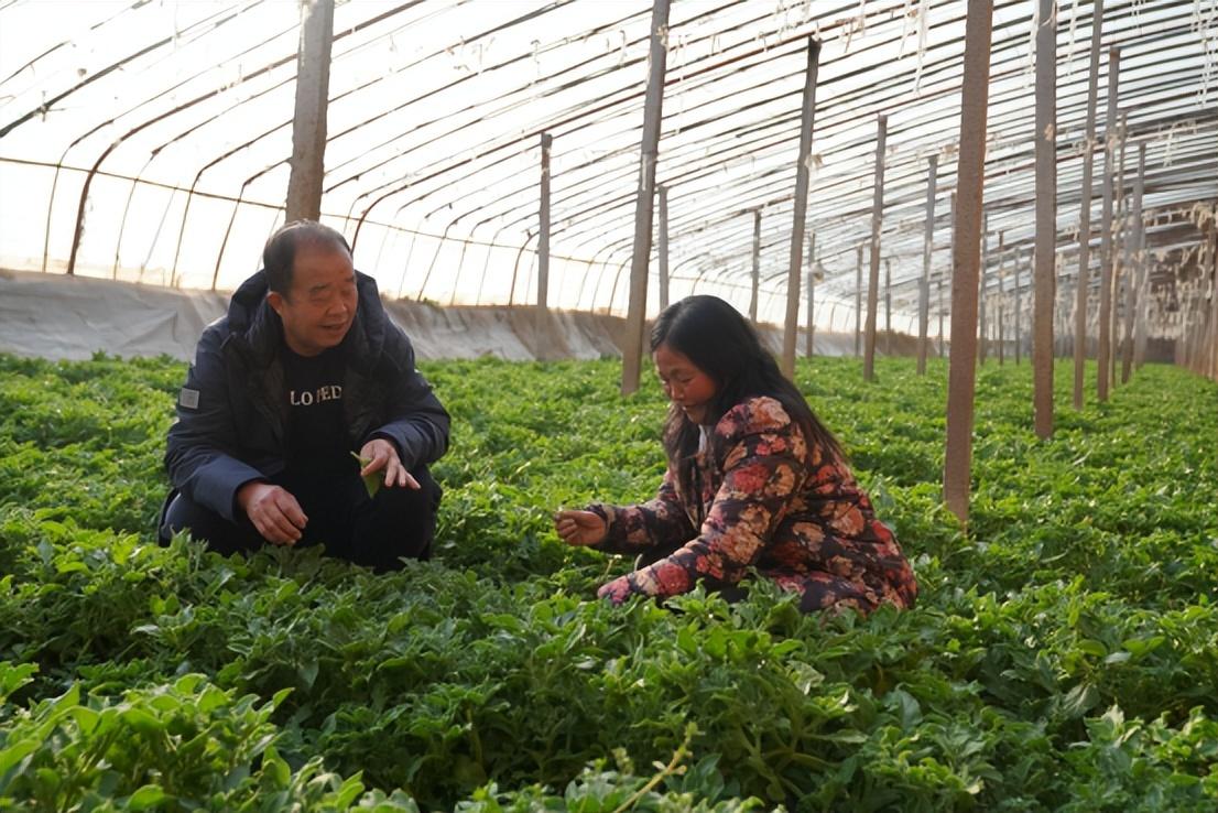 冰草种植致富_致富种植冰草视频_致富种植冰草图片