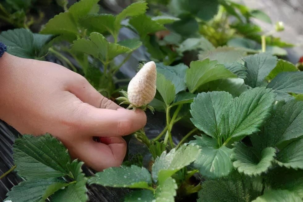 冰草种植致富_种植冰草收入怎样_冰草种植条件