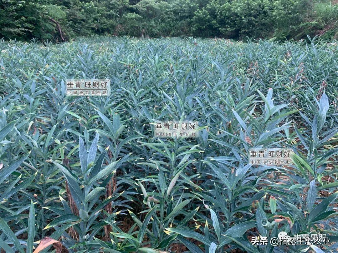 百合致富种植方法_百合种植收益_种植百合致富经