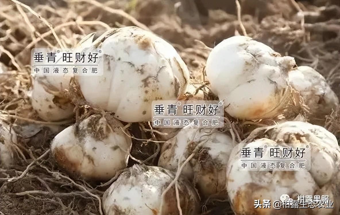 种植百合致富经_百合致富种植方法_百合种植收益