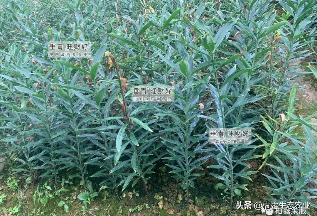 百合种植收益_百合致富种植方法_种植百合致富经
