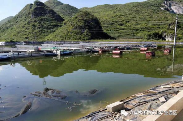 高密度养殖养鱼技术视频_高密度养鱼设备_髙密度养鱼视频