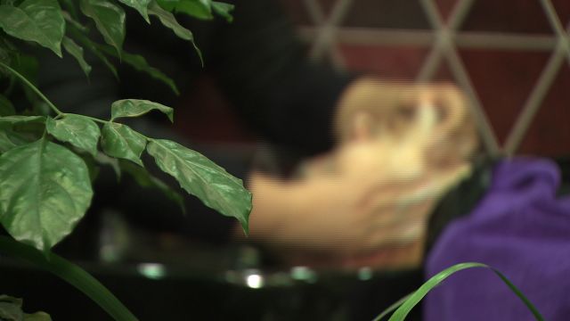 天麻种植骗局_四川博士种天麻 致富经_四川天麻产地在哪里