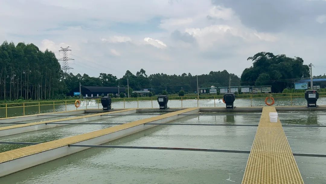 新型高密度养鱼视频_高密度养殖养鱼技术视频_髙密度养鱼视频
