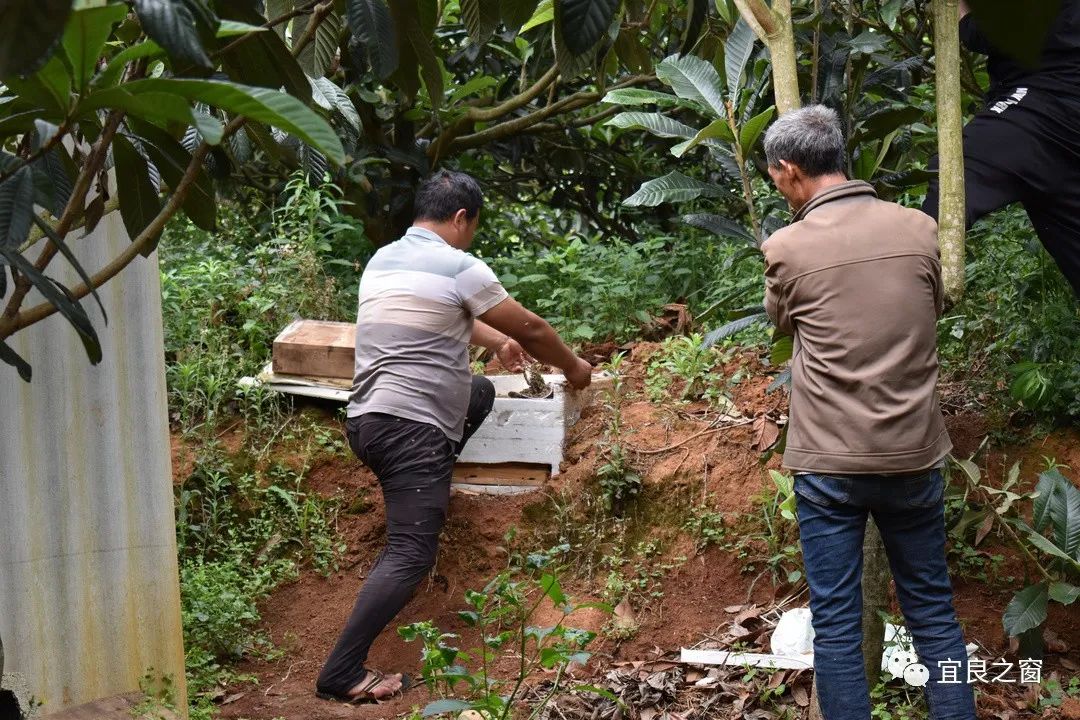 养蜜蜂致富经_致富经蜜蜂养殖_蜜蜂致富养殖方法