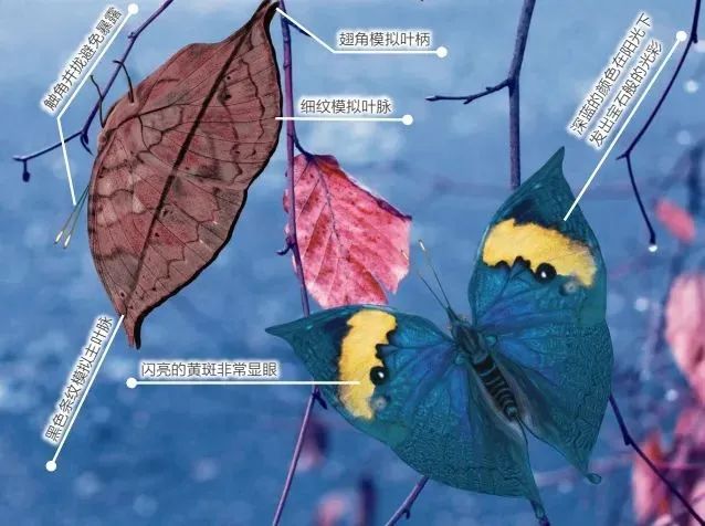 螳螂养殖技术视频很多_养殖螳螂的视频_人工养殖螳螂视频