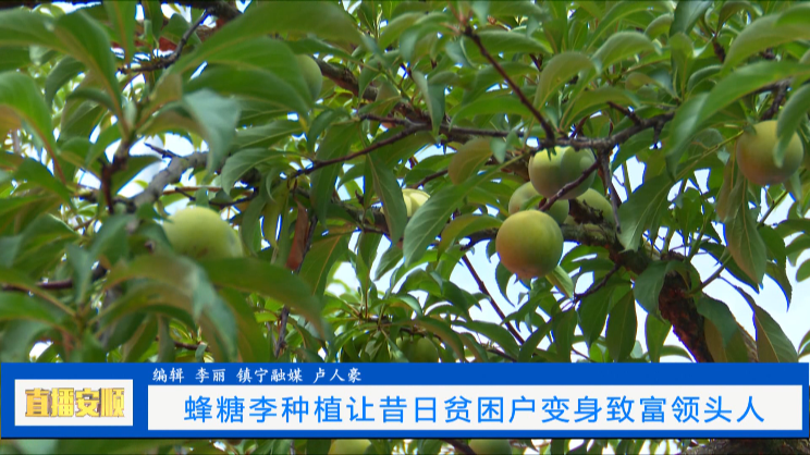 贫困村致富_贫困户种植脱贫_贫困户种植致富路