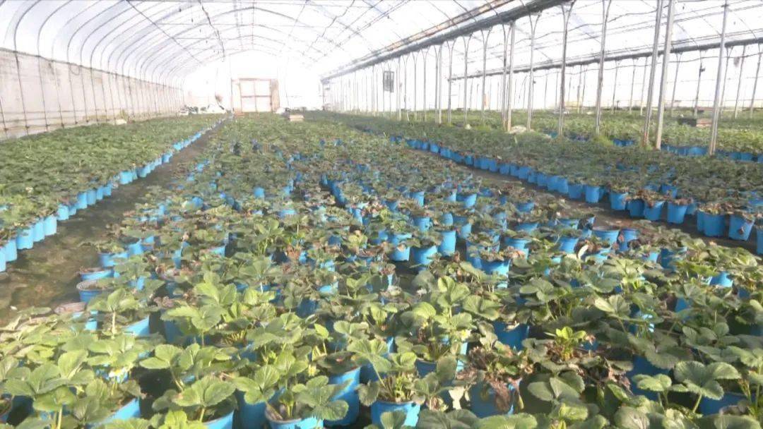 种植菖薄致富_菖蒲种植方法如下_如何种植菖蒲