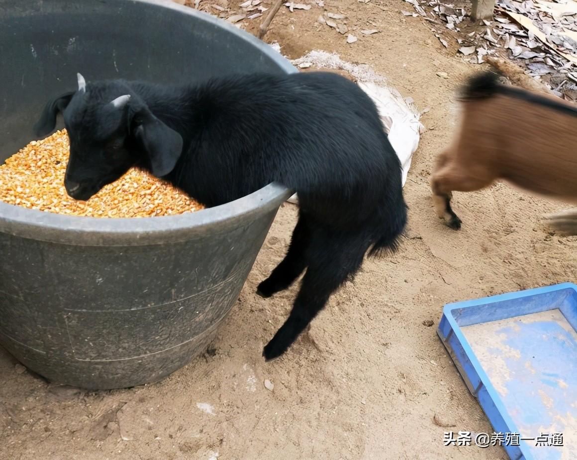 致富养殖业_90后养殖致富案例分析_致富经90后小伙养猪