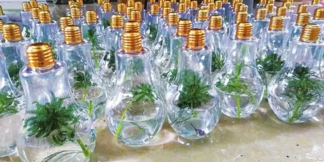 致富虫养殖大豆好吗_致富经养殖大豆虫_大豆虫养殖全过程