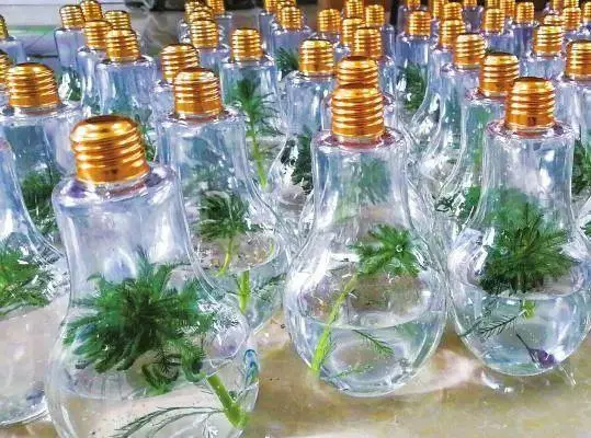 致富经养殖大豆虫_致富虫养殖大豆好吗_大豆虫养殖全过程