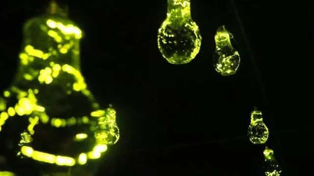 大豆虫养殖全过程_致富经养殖大豆虫_致富虫养殖大豆好吗