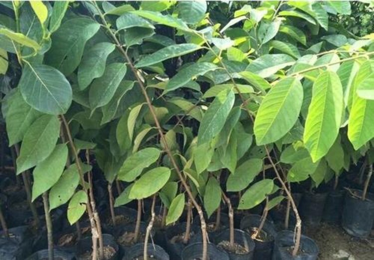 云南种释迦果的基地在哪里啊_湖南释迦果种植技术_湖南能种释迦果树吗
