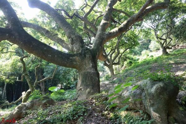 致富经稻田养鱼_致富经稻花鱼视频_致富经稻里生财