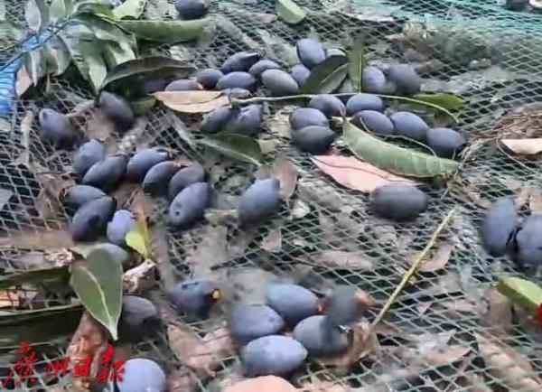 致富经稻田养鱼_致富经稻里生财_致富经稻花鱼视频