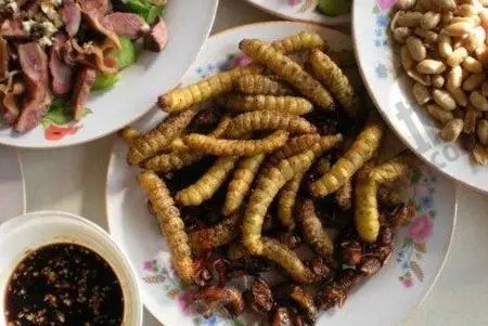 养殖竹虫有销路吗_致富虫子养殖竹子视频_竹虫子养殖致富