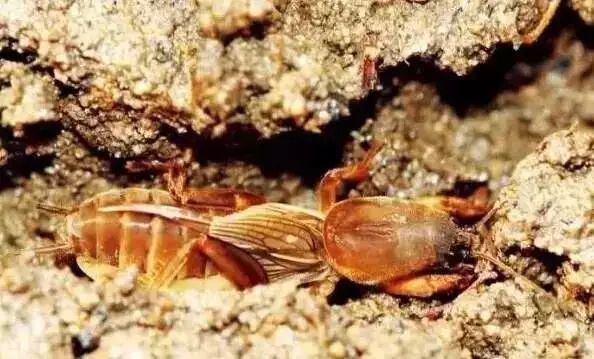 竹虫子养殖致富_养殖竹虫有销路吗_致富虫子养殖竹子视频