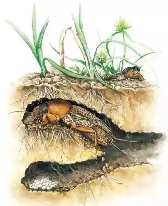 竹虫子养殖致富_养殖竹虫有销路吗_致富虫子养殖竹子视频