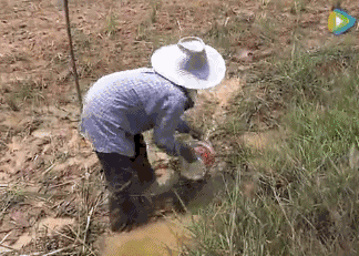 养殖竹虫有销路吗_竹虫子养殖致富_致富虫子养殖竹子视频