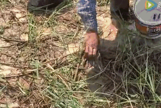 养殖竹虫有销路吗_竹虫子养殖致富_致富虫子养殖竹子视频