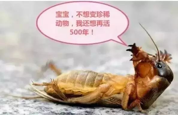 致富虫子养殖竹子视频_竹虫子养殖致富_养殖竹虫有销路吗
