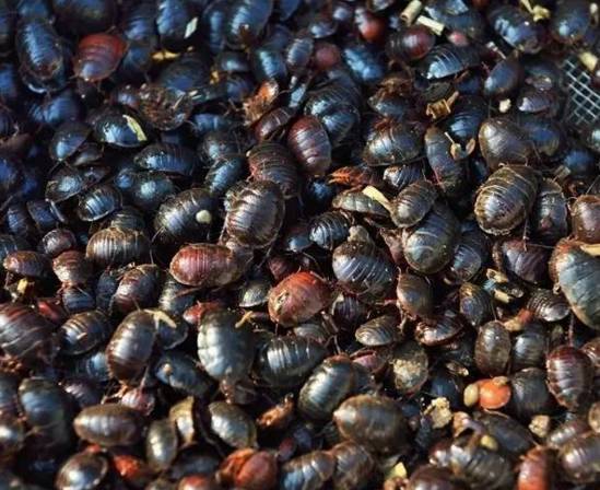养殖竹虫有销路吗_竹虫子养殖致富_致富虫子养殖竹子视频