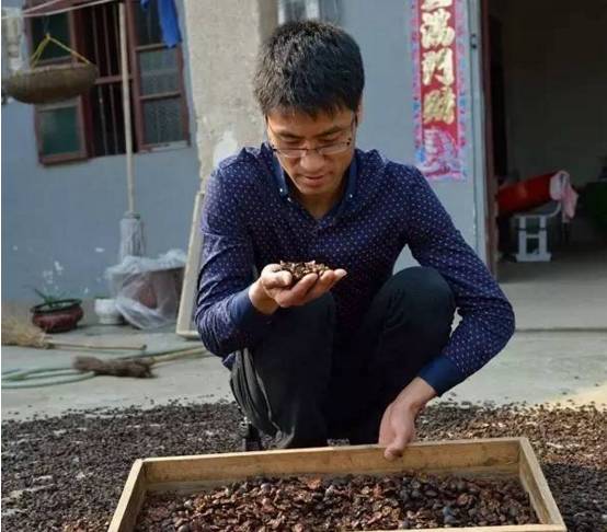 致富虫子养殖竹子视频_养殖竹虫有销路吗_竹虫子养殖致富