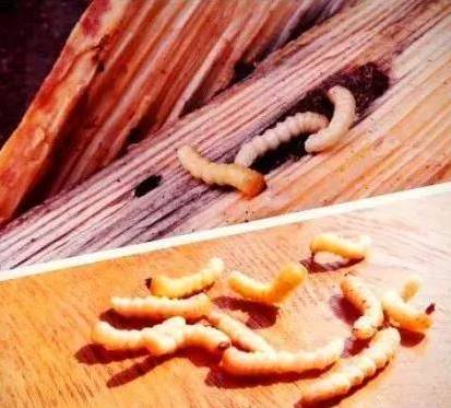 致富虫子养殖竹子视频_养殖竹虫有销路吗_竹虫子养殖致富