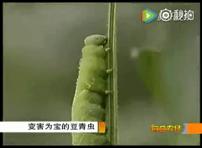 养殖竹虫有销路吗_竹虫子养殖致富_致富虫子养殖竹子视频