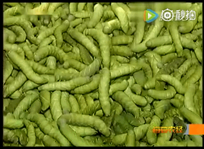 养殖竹虫有销路吗_竹虫子养殖致富_致富虫子养殖竹子视频