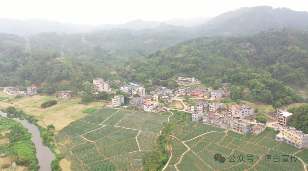 致富种植杨梅图片_种植杨梅致富_种植杨梅赚钱吗