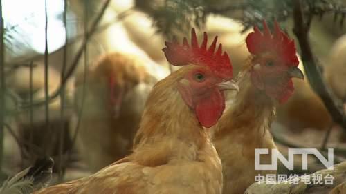 [致富经]黄雄：为了女儿去养鸡转行创造财富