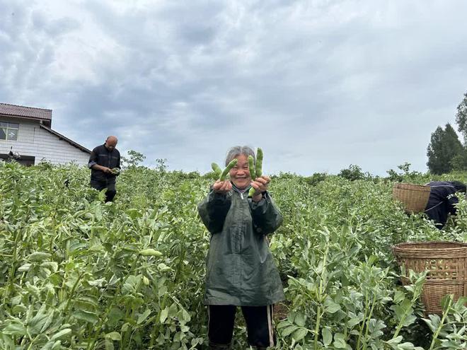 资阳乐至：蚕豆喜丰收 种出致富“金豆子”