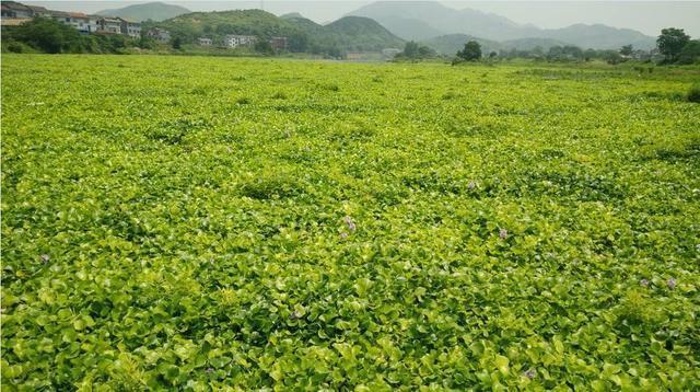 农村1种名贵花卉，农民见到就灭，他却养它1年挣100万，方法简单