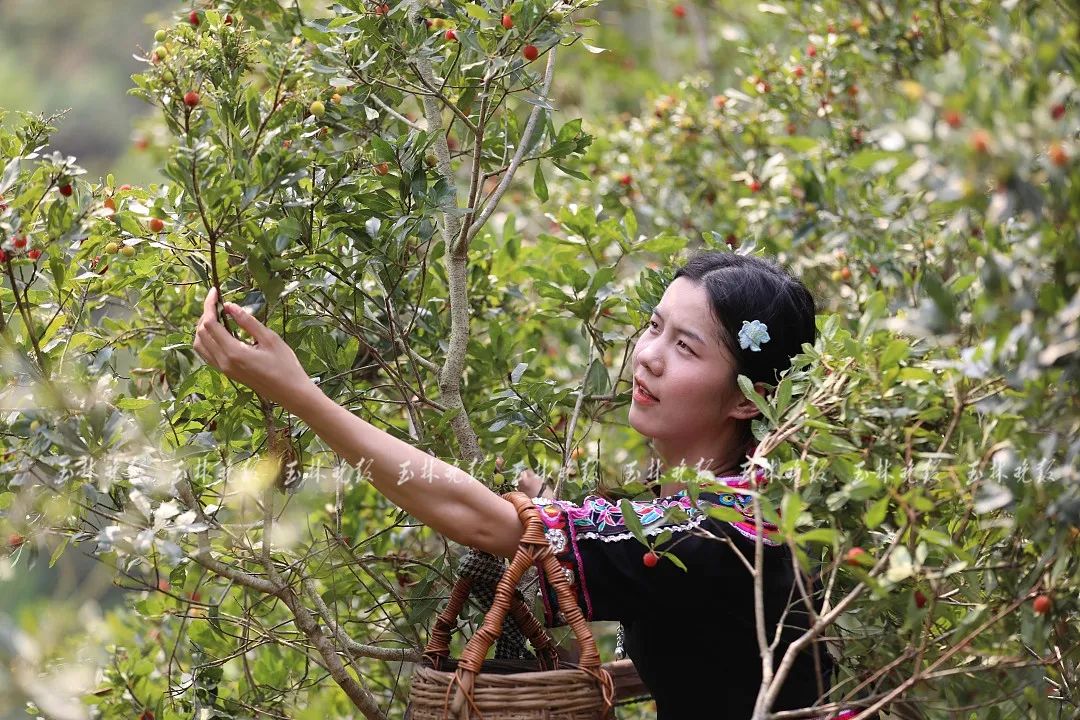 种植杨梅赚钱吗_致富种植杨梅视频_种植杨梅致富