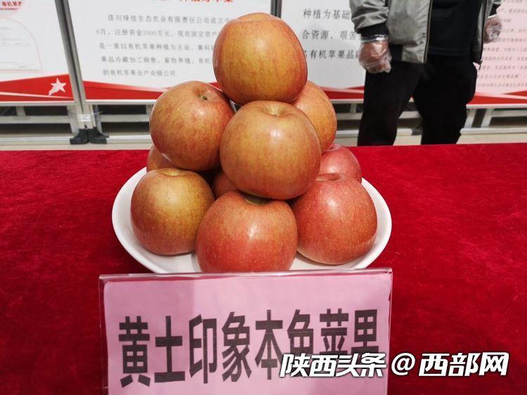陕西种苹果的优势_陕西种植苹果致富_陕西种苹果吗