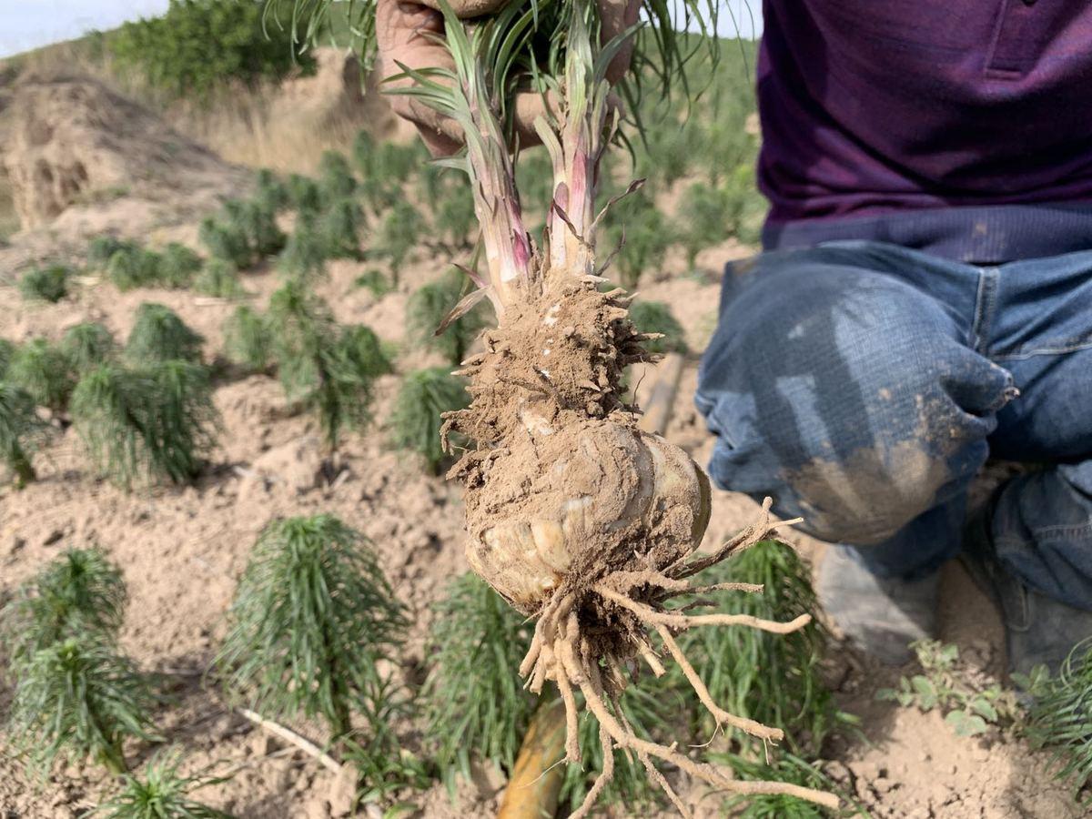 种植脱贫致富的故事_种植创业带动脱贫_种植经济带动脱贫致富