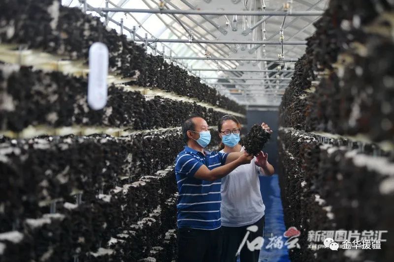 石榴籽月季种植技术要点_石榴籽月季种植技术视频_月季石榴籽怎么种植技术