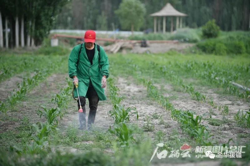石榴籽月季种植技术要点_石榴籽月季种植技术视频_月季石榴籽怎么种植技术