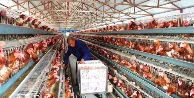 养殖鱼塘赚钱吗_鱼塘养殖业什么最赚钱农村_致富经鱼塘养殖技术