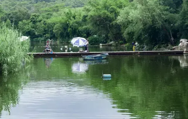致富经鱼塘养殖技术_养殖鱼塘赚钱吗_鱼塘养殖业什么最赚钱农村