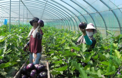致富经农业种植_农业种植致富板块_致富板块种植农业有哪些