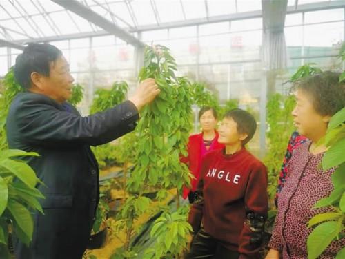 种植经济带动脱贫致富_脱贫攻坚农业种植方面_脱贫种植业
