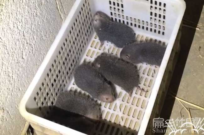 云南竹鼠之乡
