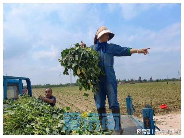种红薯致富经_致富红薯种植方法_红薯种植致富