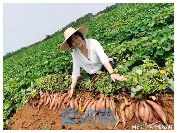 种红薯致富经_致富红薯种植方法_红薯种植致富