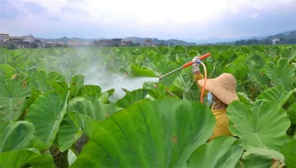 地膜竽头种植技术_芋头地膜栽培技术_怎样用地膜覆盖种植芋头