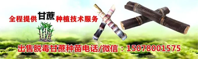 陕西致富项目_陕西农民种植致富_陕西农村种植什么赚钱不愁销路
